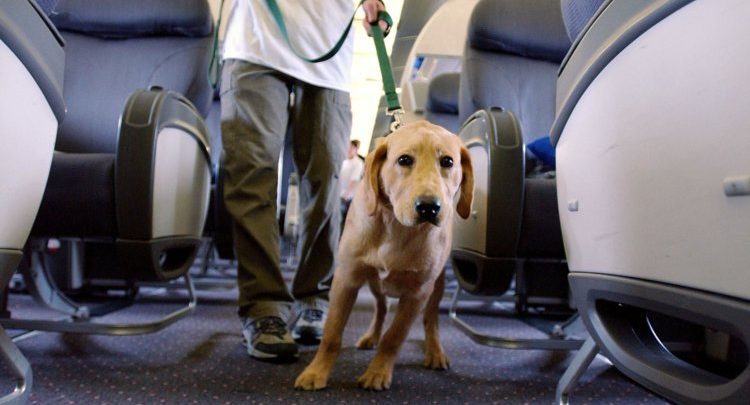 is-that-dog-or-pig-on-your-flight-really-a-service-animal-querygenie